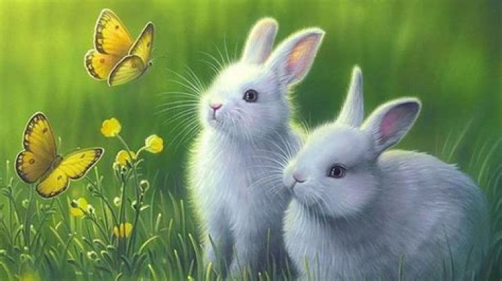 Unleashing Whimsical Magic Review of the Diamond Fairy Bunny