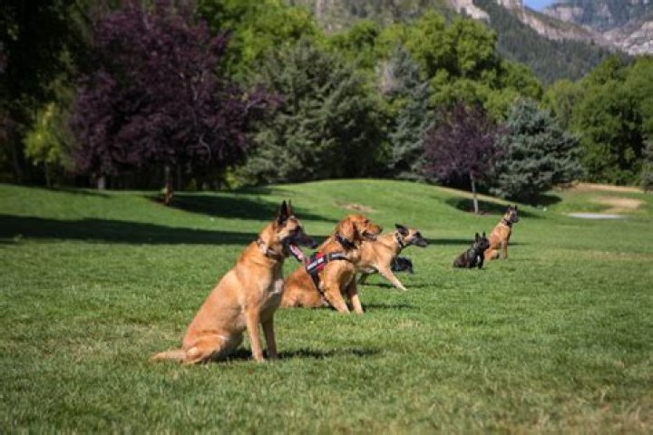 Unlock The Secrets Of Dog Training With Chris McBride And Bentley Now