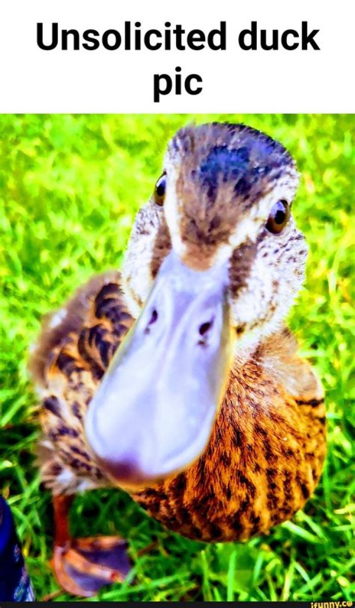 Unsolicited duck pic r/aww