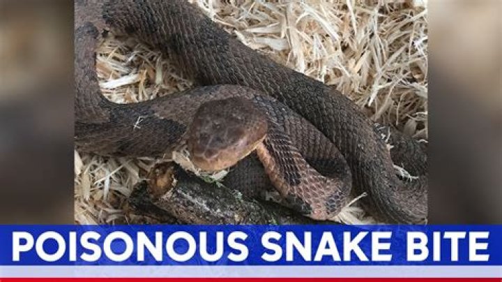 Venomous copperhead snake bites man in New Jersey YouTube