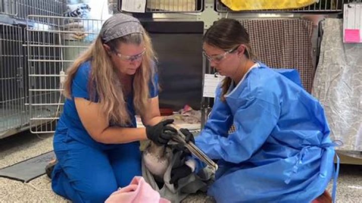 Veterinarians & Team in Scottsbluff