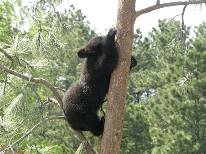 Video Bear Climbs Tree, Sniffs Hunter's Face OutdoorHub
