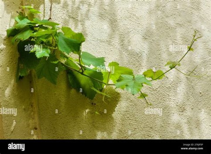 VINE'S BLOG NANNA( telugu,tamil )movie review