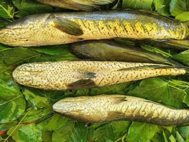 Viral Fish Murrel Fish in Tamil Viral Meen 100 Best fish