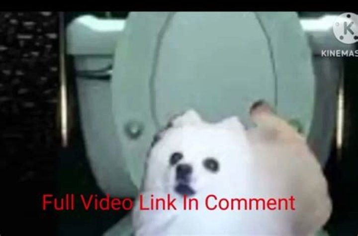 Viral Video Of Skirby Dog