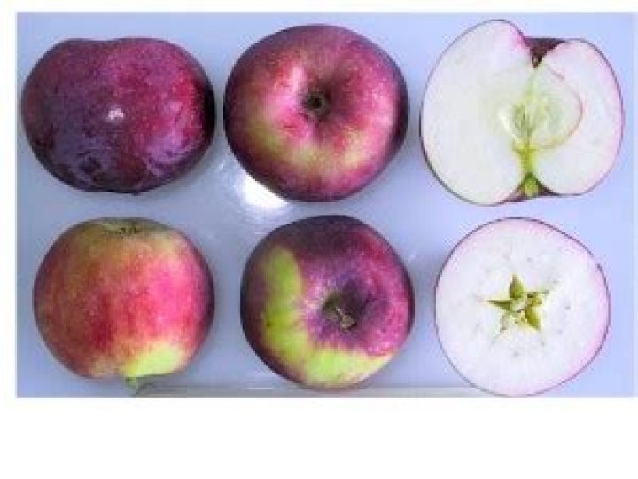 Vista Bella Apple (dwarf) Heritage Fruit Trees
