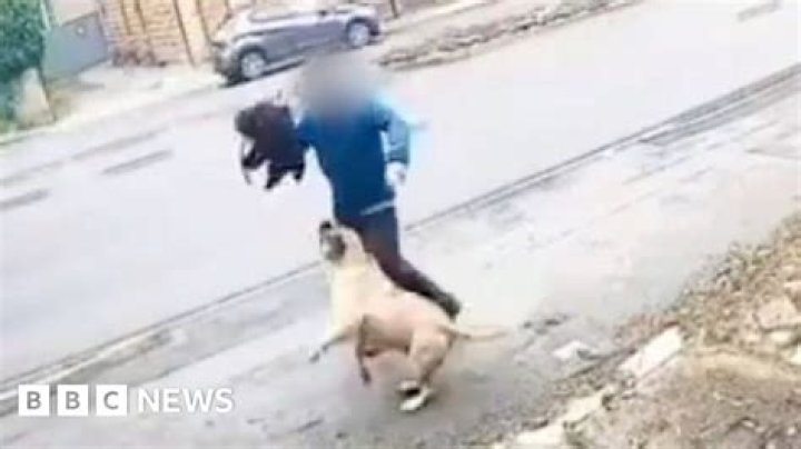 WATCH Woman attacked by dogs East Idaho News