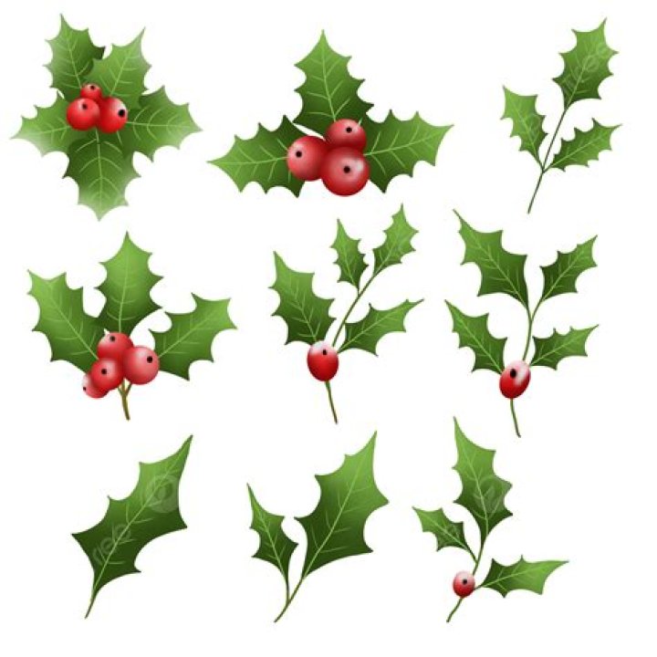 Watercolor Holly Leaf Collection, Watercolor Holly, Holly Leaf, Holly