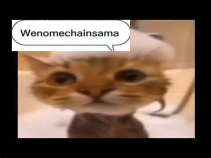 Wenomechainsama Know Your Meme