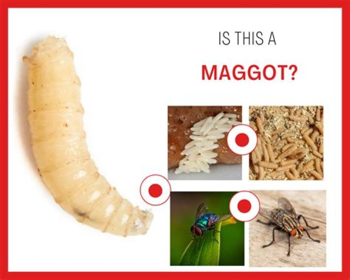 What Do Baby Maggots Look Like Katynel
