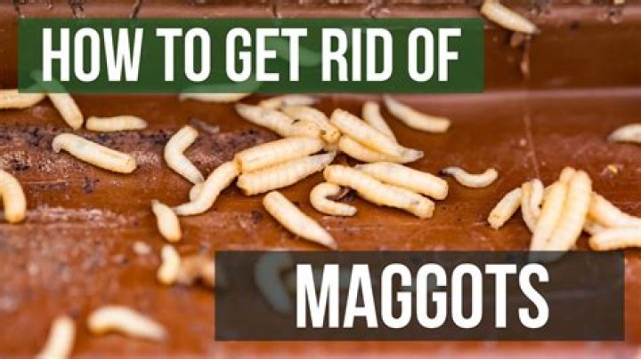 What Do Maggots Look Like Katynel