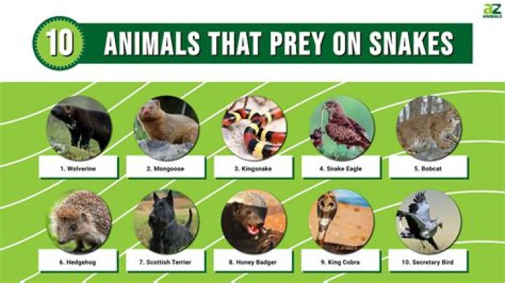 What Eats Snakes? 10 Animals That Eat Snakes AZ Animals