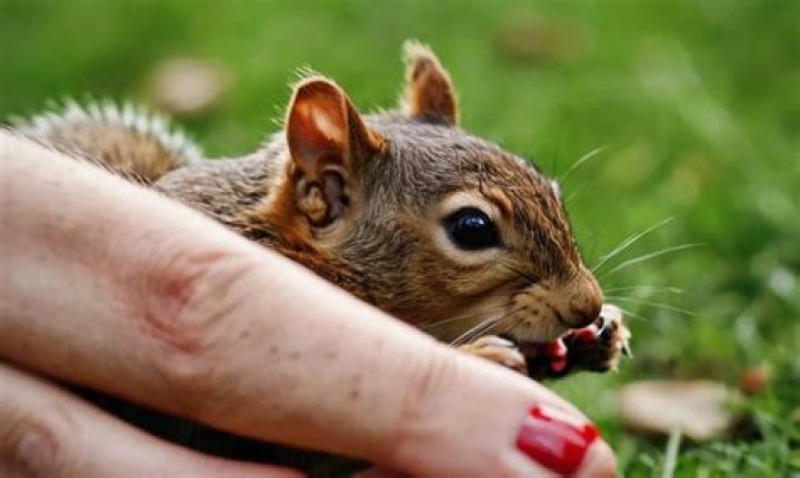 What Happens If a Squirrel Loses Its Tail? (Explained)