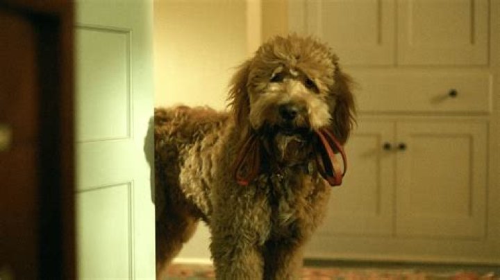 What happens to the dog on A Million Little Things? Does Colin die?