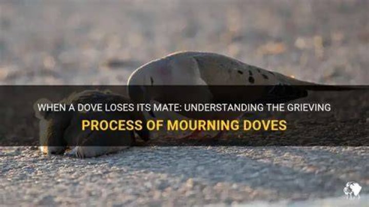 What Happens When a Dove Loses Its Mate? Does It Get Sad? (Explained