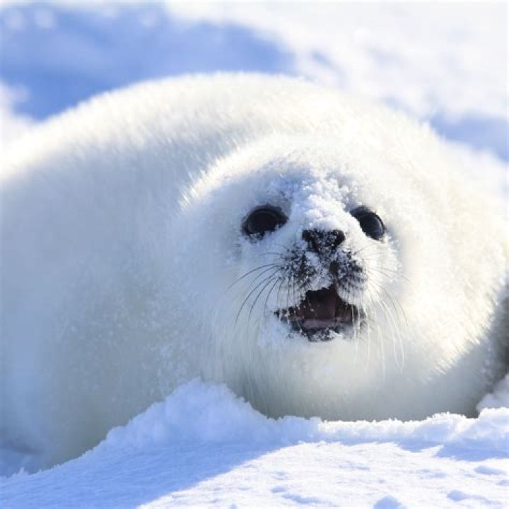 What Is Baby Seal In French faddiy