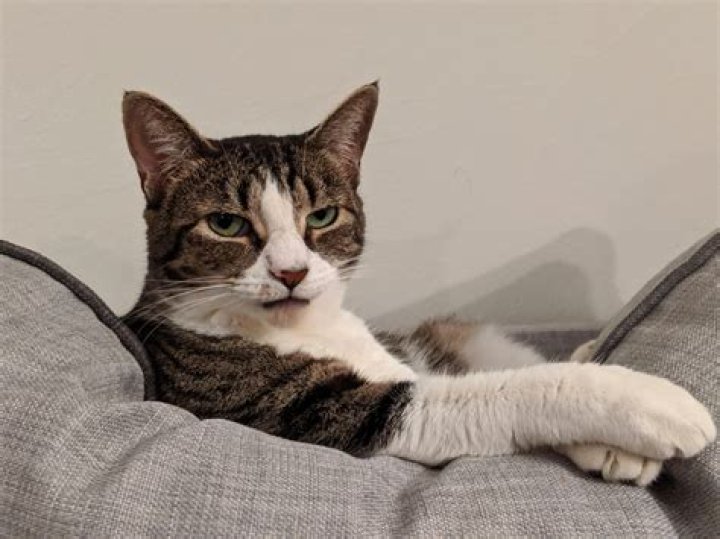 When you ask for the source of a cropped yiff meme but it's much worse