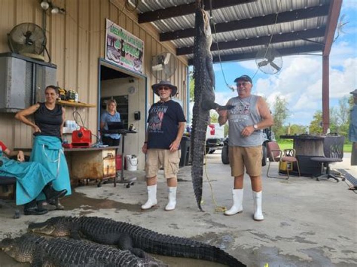 Why this Louisiana alligator season is expected to be a good one