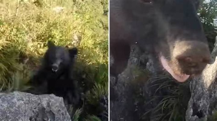 Why This Video Of Bear Falling Off Cliff In Ladakh Has Sparked Outrage