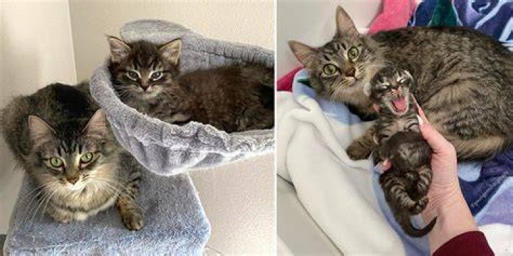 Youngest Old Cat Lady Archives Cole & Marmalade